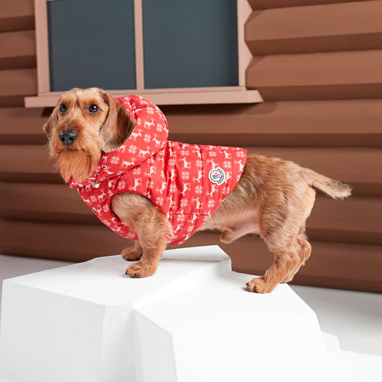 Moncler и Poldo Dog Couture не дадут вашей собаке замерзнуть зимой